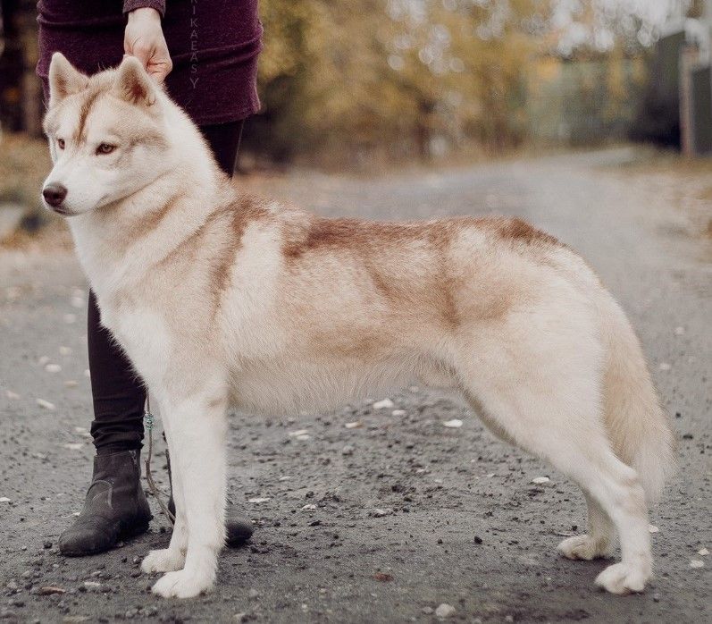 Photo of Nanook's Wind River