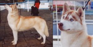 Photo of My Love Eskimoski Domek