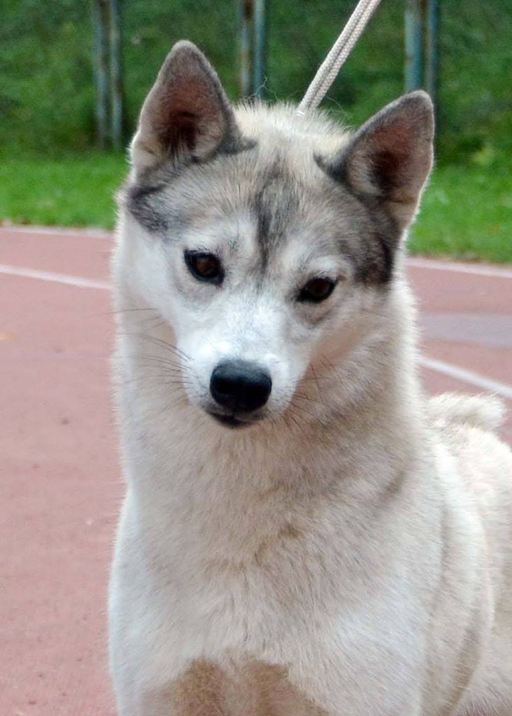Photo of Ginger Wolf Anana Amarok