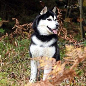 Photo of Husky Haven Black And White