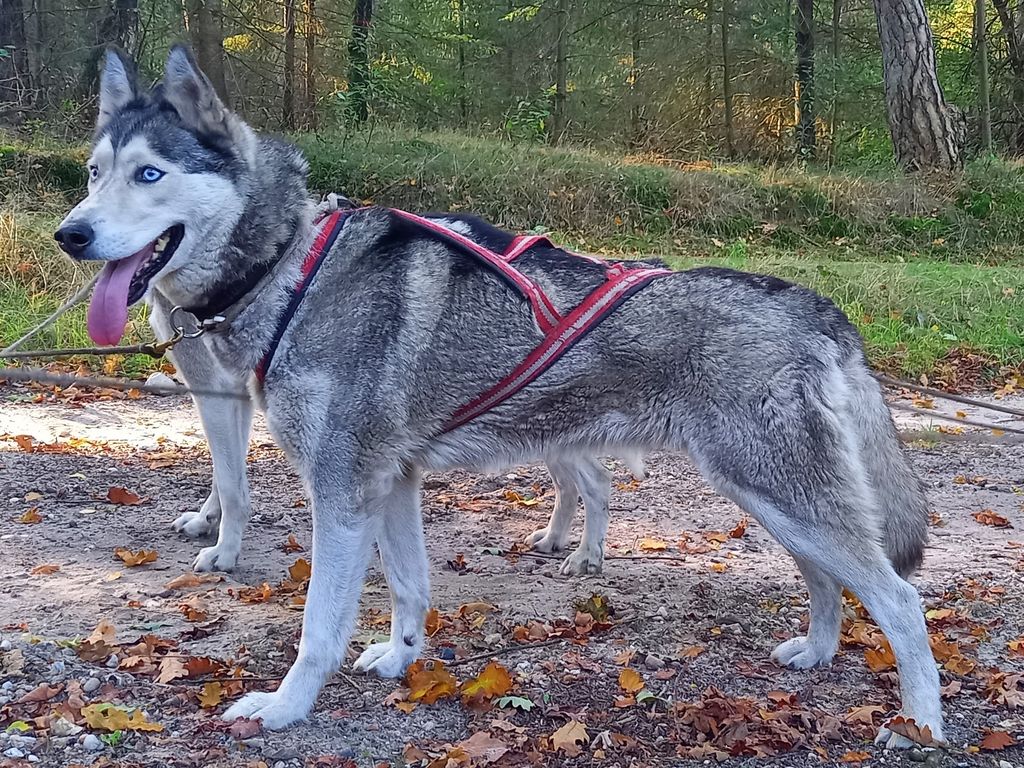 Photo of North Wolf Helvetia Toolik