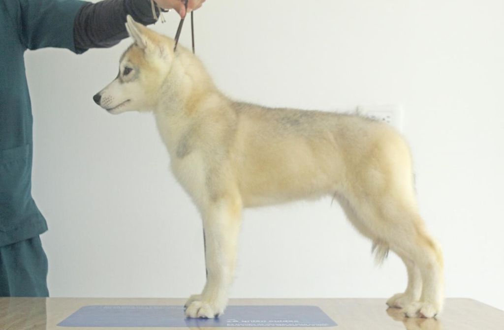 Photo of Ardkai’s Amenadiel Morningstar