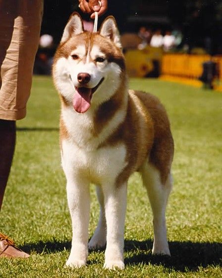 Photo of Artic-Blue’s Senator
