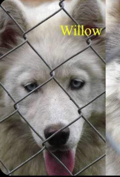 Photo of Princess Willow Of Makita