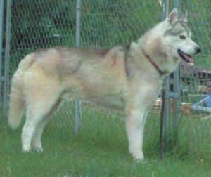 Photo of Kimlan’s Hunter
