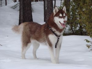 Photo of Husky Haven Infanta Nobile