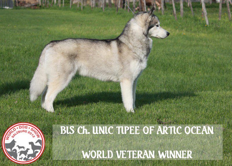 Photo of Unic Tipee Of Artic Ocean