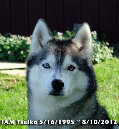 Photo of IAM Tseiko