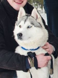 Photo of Gjela