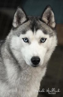 Photo of Karnovanda's Stella By Starlight
