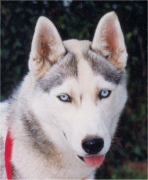 Photo of Liubov’s Uranie