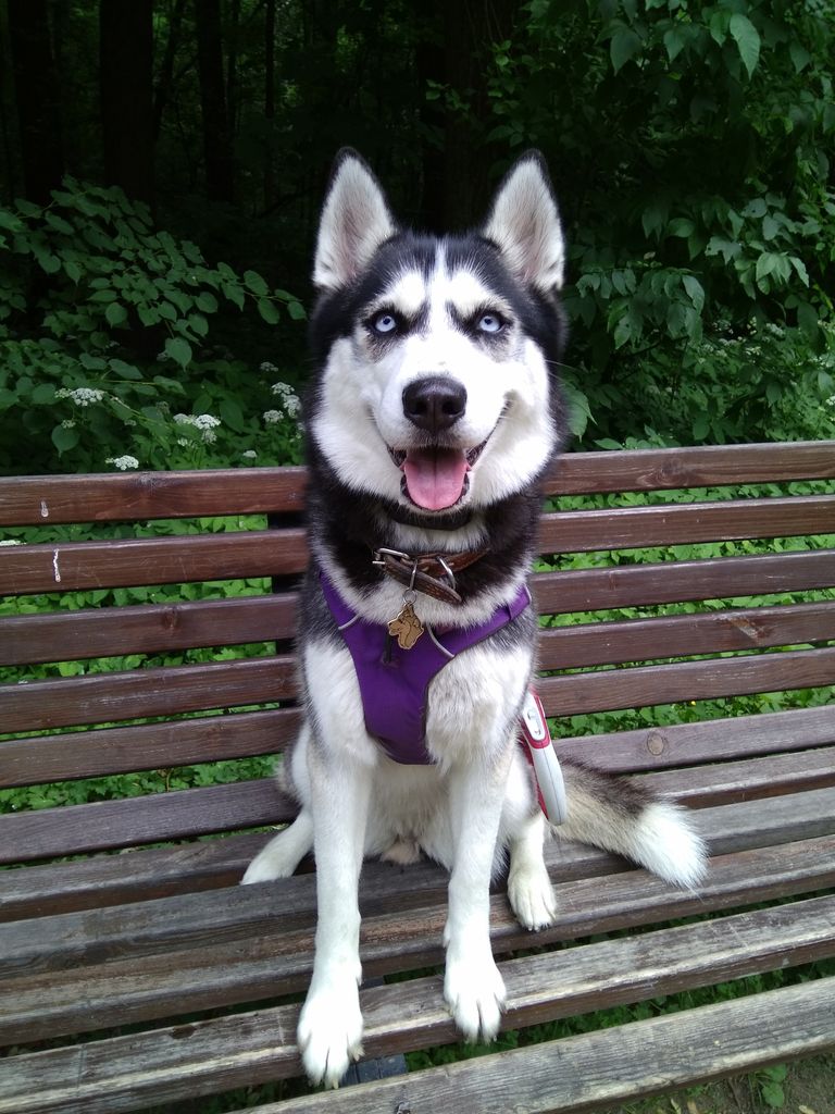 Photo of Afina Serdce Severa Iz Husky Club