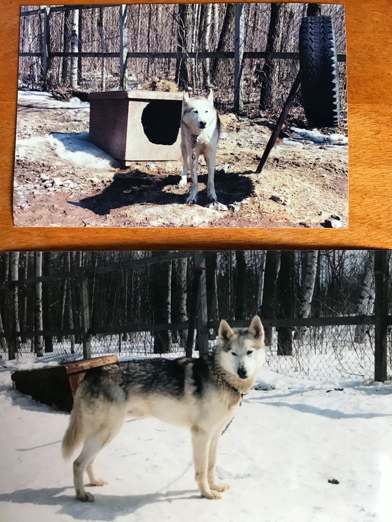 Photo of Kodiak’s Flyer II