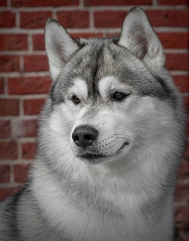 Photo of Husky Haven Klondayk Snoy