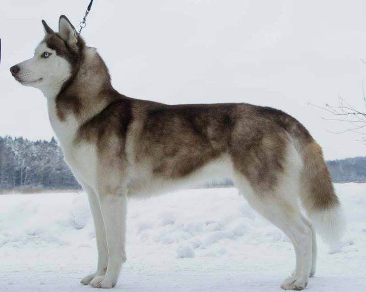 Photo of Shadow Of Anana Amarok Algarobos
