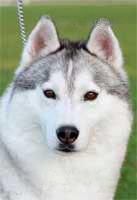 Photo of Nice Nina Of Siberian Lady