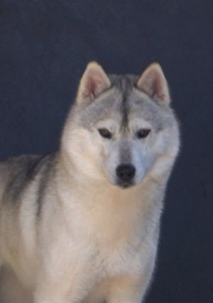 Photo of Husky Haven Diana's Memory