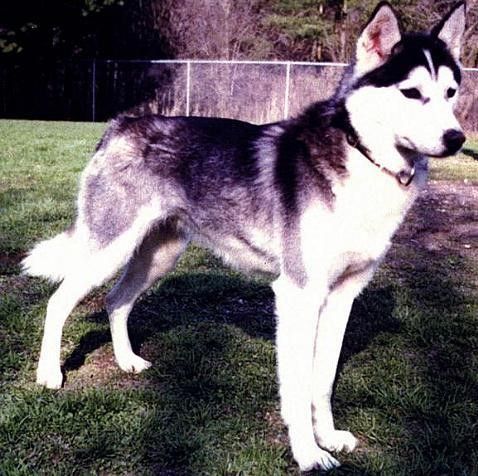 Photo of Greenbush Sigrid No Kita