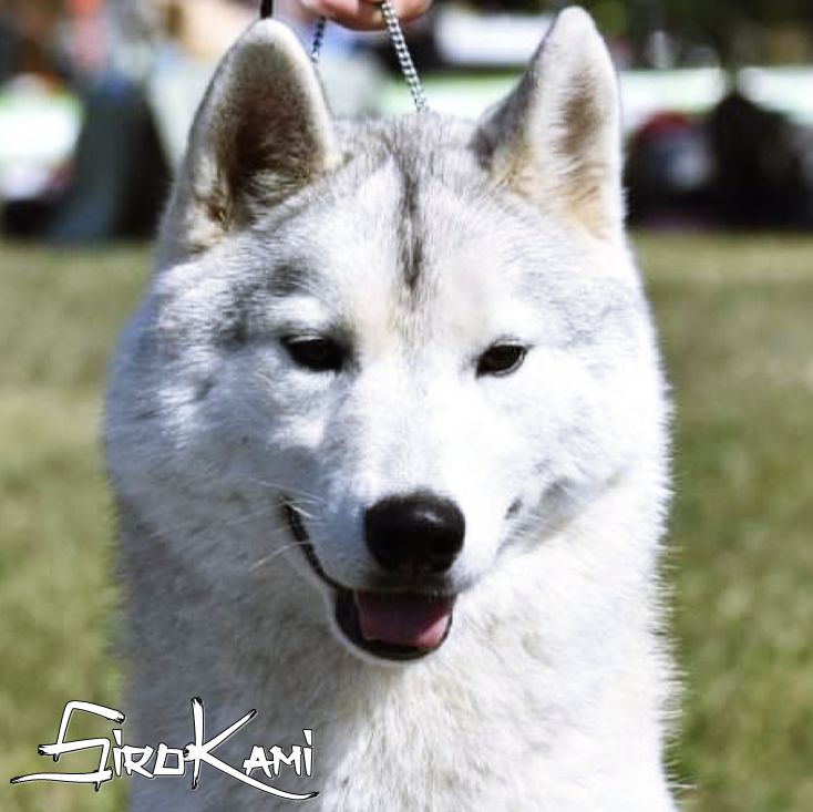 Photo of Ray May of Siberian Lady