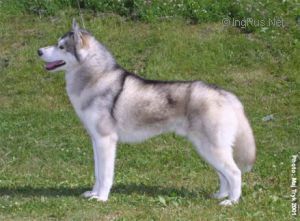 Photo of Carillo Silver Sky
