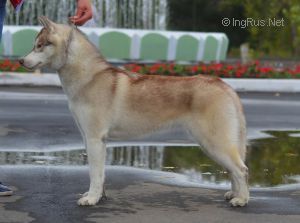 Photo of Husky Haven White Pearl
