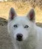 Photo of Cyrus Blue Twilight