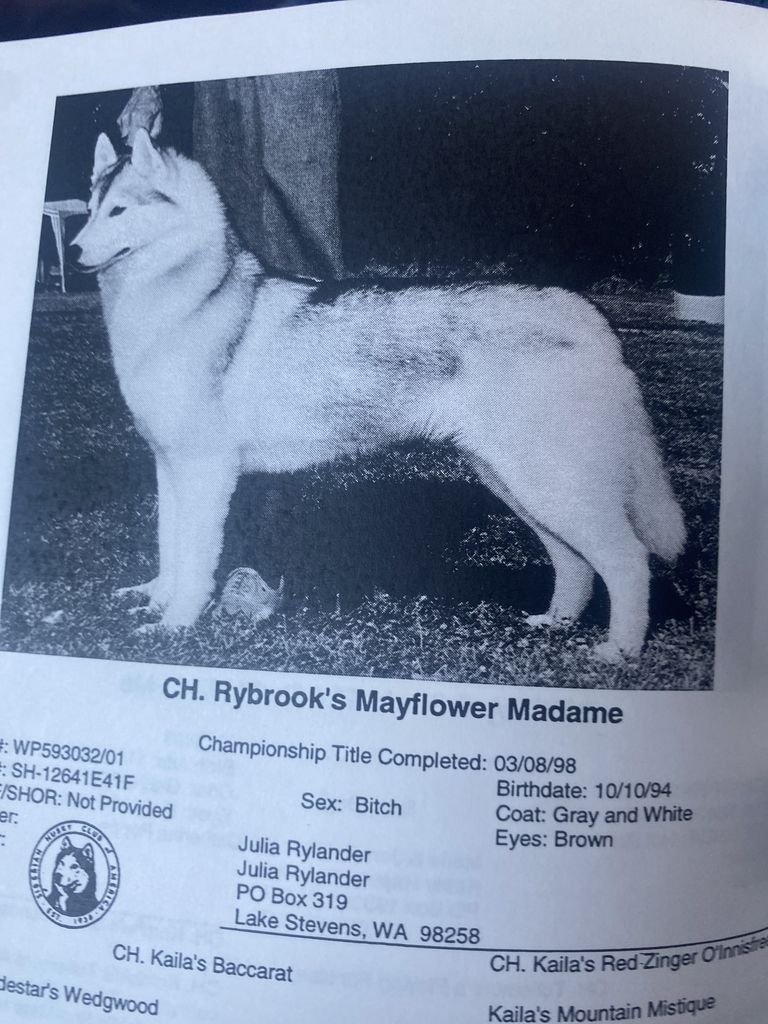 Photo of Rybrook’s Mayflower Madame