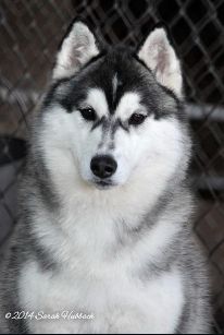 Photo of Karnovanda's Sparkle Plenty