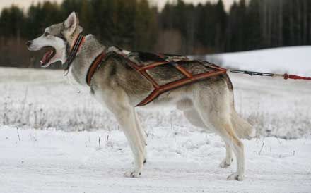 Photo of Unisak’s Kamak III