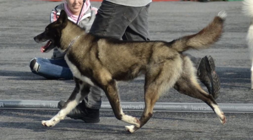 Photo of Indian Tribe Husky's Mahican