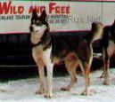 Photo of Polar Speed Pinja
