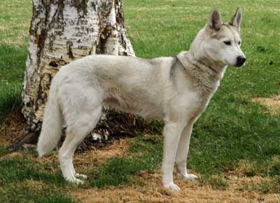 Photo of Inca av Vargevass