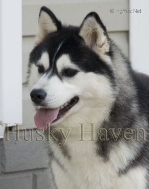 Photo of Husky Haven Desiree Is With Us