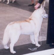 Photo of Cardium's Cinful Cinnibar