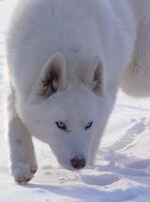 Photo of Nanook’s Etched In Ice