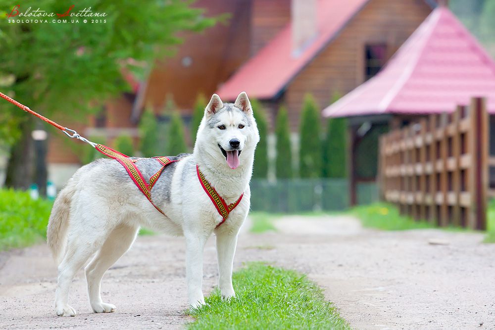 Photo of Siberian Miracle Genuine Beauty