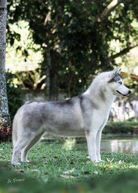 Photo of Cherkiev’s Rafaela Carra