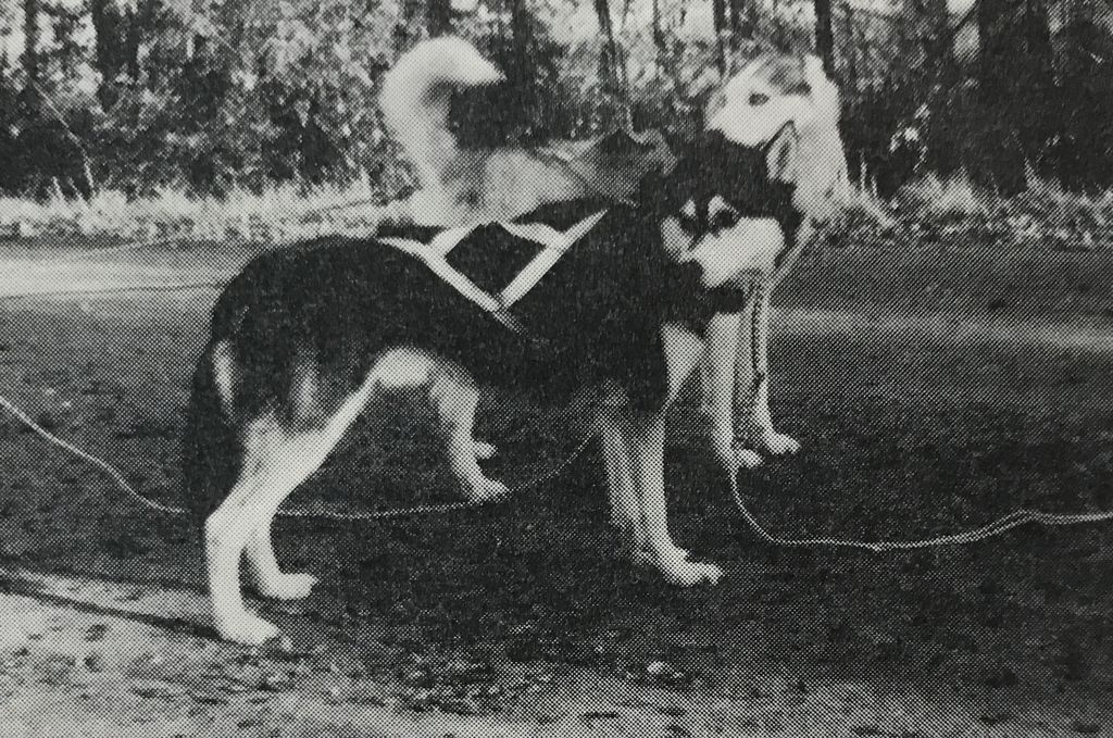 Photo of Tofty's Toklat