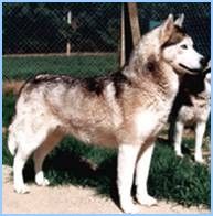 Photo of Pawnee des Reves de Neige