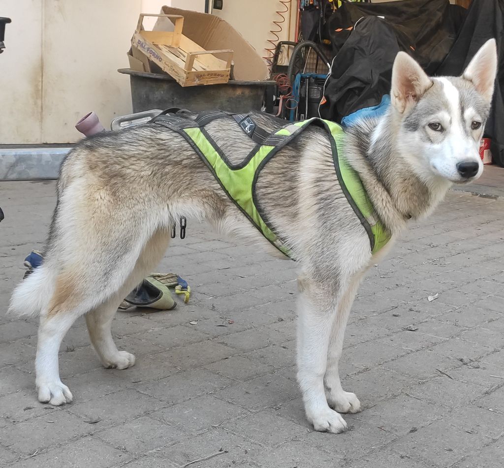 Photo of Durio's kennel Elodie