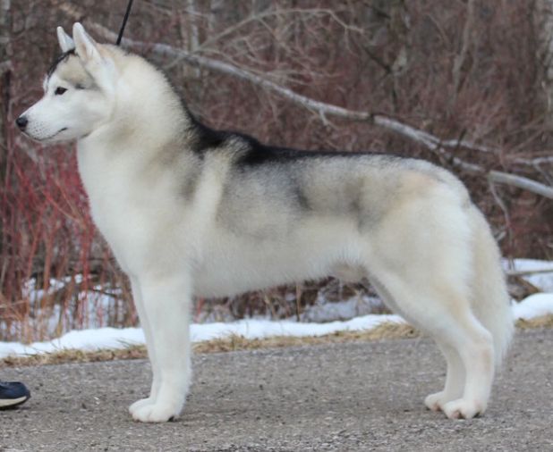 Photo of Snoebear’s Winter Soldier