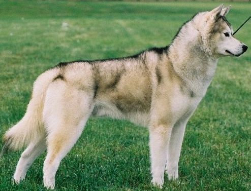 Photo of NorthWapiti’s Loki