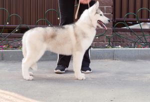 Photo of Husky Haven Havyer Martin