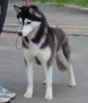 Photo of Husky Haven Zhaklins Prezent