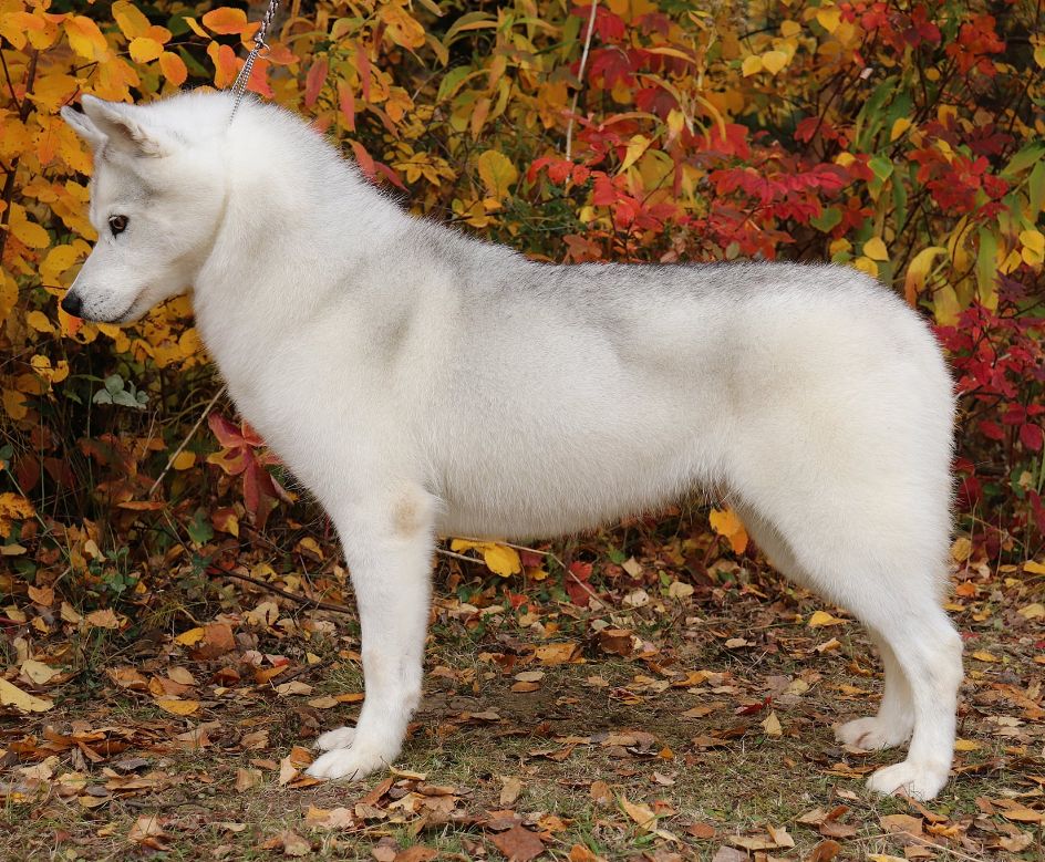 Photo of Nanook Shine On Crazy Diamond