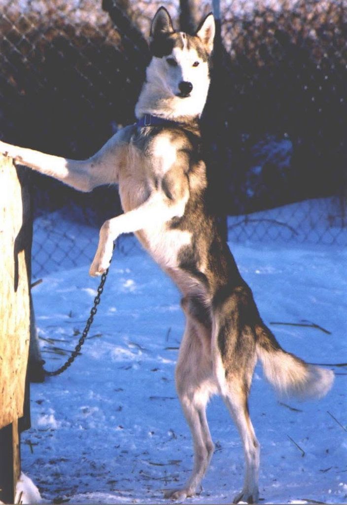 Photo of Bindobay's Chester