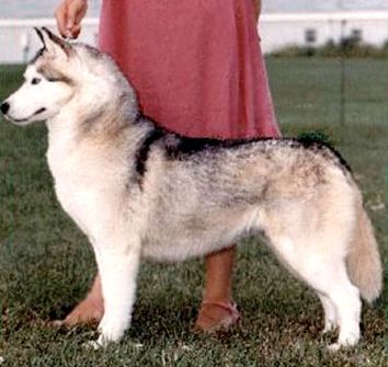 Photo of Kortar’s Kontessa