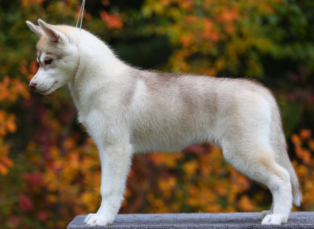 Photo of Nanook’s Red White and Boom