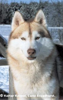 Photo of Kortar’s Krimsontide