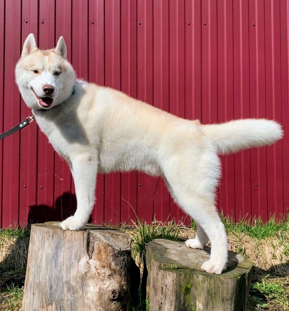 Photo of Yutan L'vinoe Serdtse